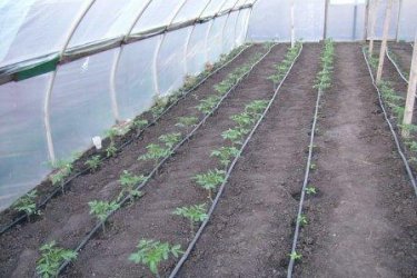 plantando tomates em uma estufa