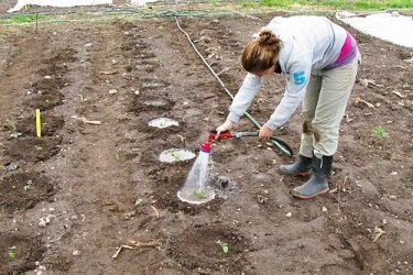 Como plantar tomate corretamente?