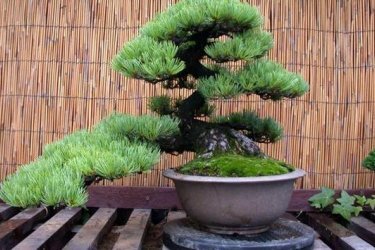 bonsai de cedro