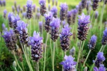 Lavanda angustifolia