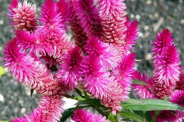 pente celosia