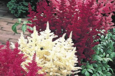 astilbe