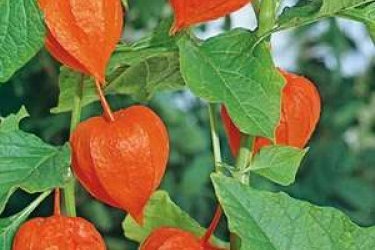 physalis