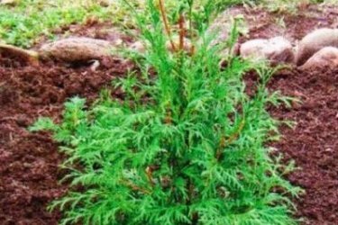 thuja