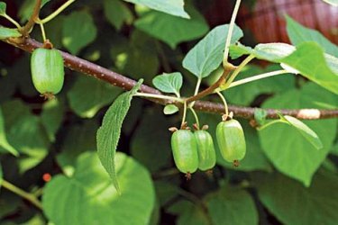 bagas de actinidia kolamikta