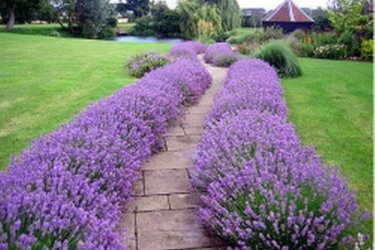 lavanda da montanha em paisagismo