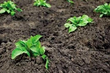 plantando batatas com sementes