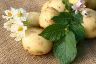 onde comprar batatas para plantar