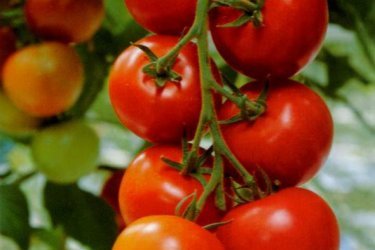 variedades de tomates para estufas