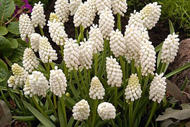 plantando e cuidando de muscari