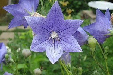 Platycodon grandiflora