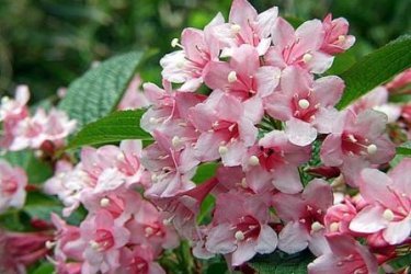 plantando e cuidando da weigela