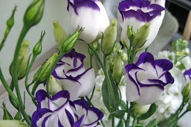 eustoma, campainha do Texas