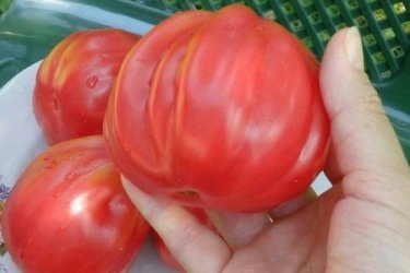 tomate figo rosa