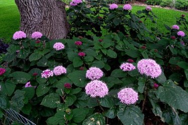 Clerodendrum Bunge