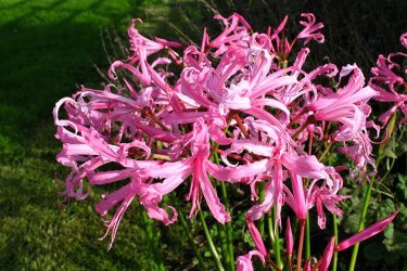 Nerine Bowden