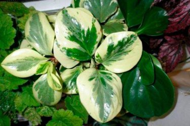 Peperomia magnoliafolia, características