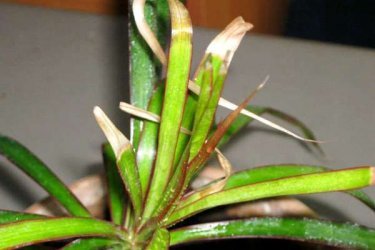 por que as folhas da dracaena secam?