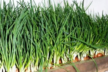 forçando cebolas em verduras