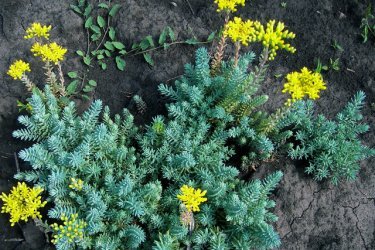 sedum reflexo