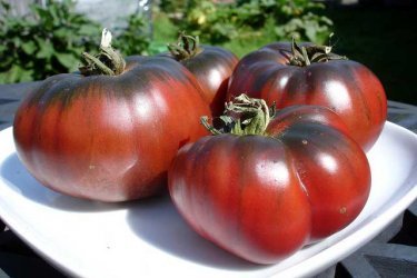 tomates carbono