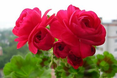 Pelargonium Pak Viva Rosita