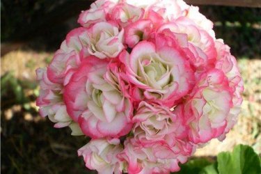 pelargonium esporte Appleblossom Rosebund