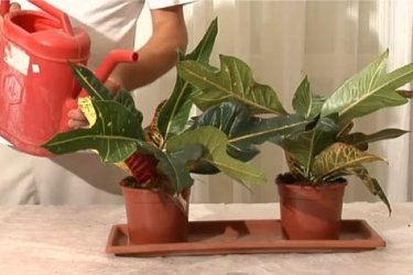 como replantar croton