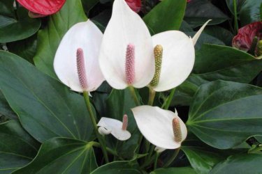 spathiphyllum 