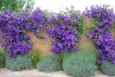 flores de clematite