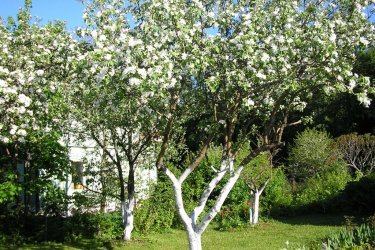 quando as árvores frutíferas são branqueadas