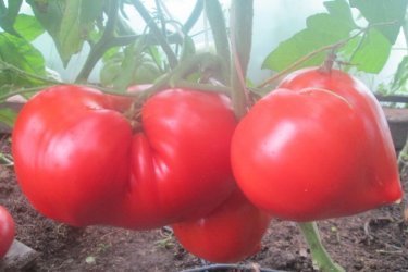 Tomates Vater Rhein