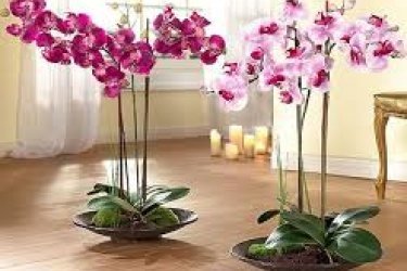 cuidados com orquídeas