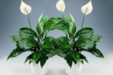 spathiphyllum ou felicidade feminina