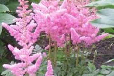 foto de astilbe superba