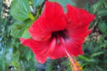 almíscar de hibisco