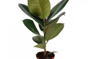 como fertilizar ficus em casa