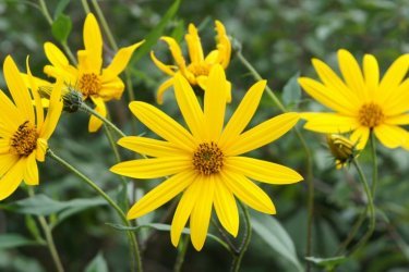 Floração de alcachofra de Jerusalém