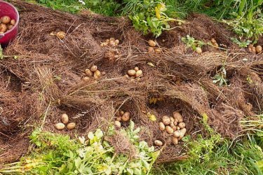 plantando batatas antes do inverno