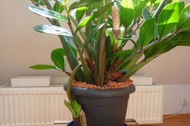 zamioculcas - escolha do solo para plantio