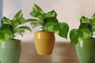 Dias favoráveis ​​para replantar plantas de interior