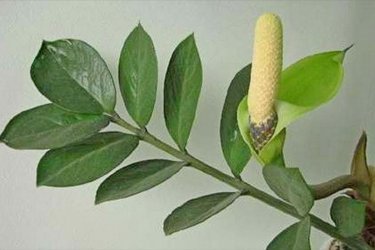 crescendo zamioculcas