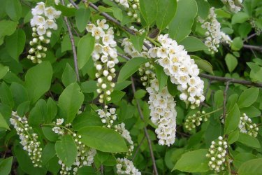 Flores de cerejeira da Virgínia