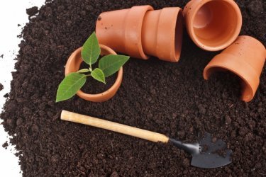 Como replantar flores de interior em casa