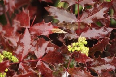 Mahonia