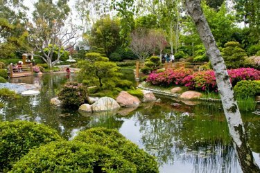 árvores chorando para o jardim