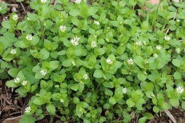 Como se livrar dos piolhos em canteiros de jardim