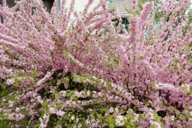 Espuma rosa amêndoa, plantio e cuidado