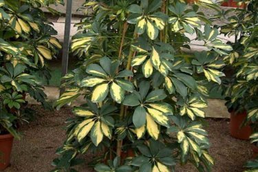 Descrição Schefflera da planta