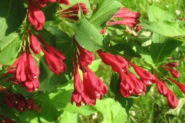 Weigela vermelho